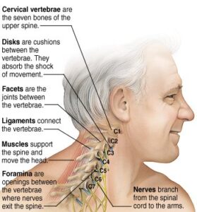 cervical spine diagram for disability attorney